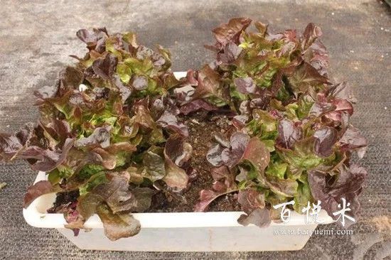 盤點最全做沙拉用到的蔬菜,這些蔬菜你都見過嗎?